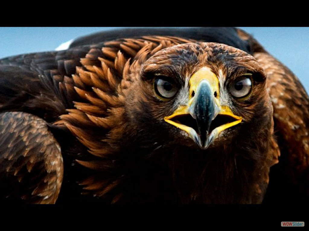 Evolución 2- La peligrosa idea de Darwin II