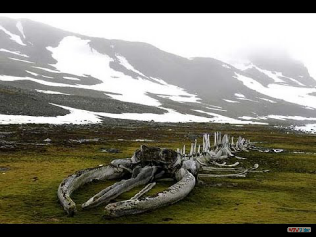 Evolución 3- Grandes transformaciones 