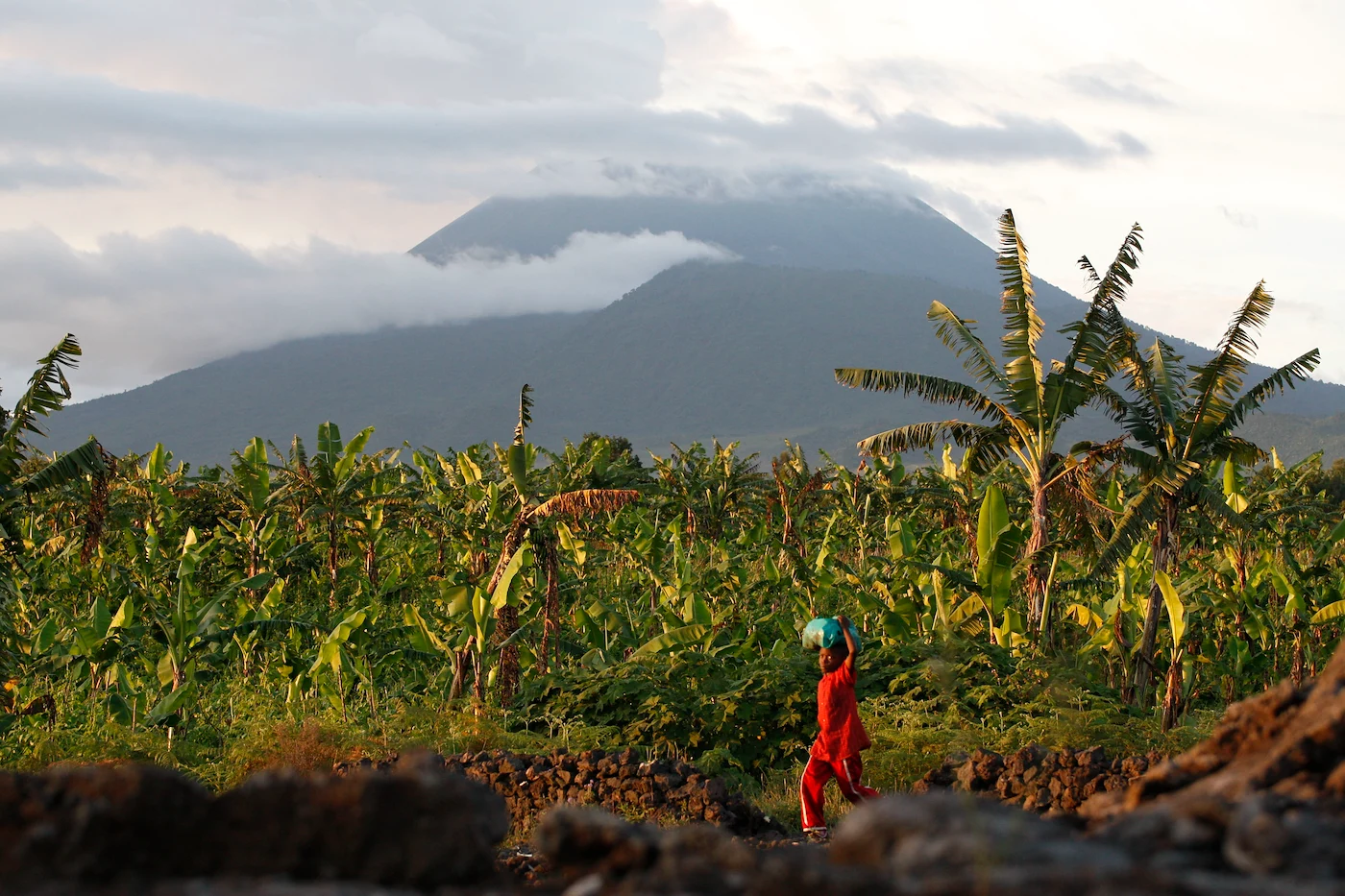 Un niño pasa junto a una plantación de plataneros cerca de la base del Nyiragongo, uno de los volcanes más activos de África, en Goma, Congo. Foto: AP